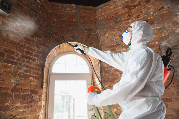 Why You Should Choose Our Mold Remediation Services in Sans Souci, SC